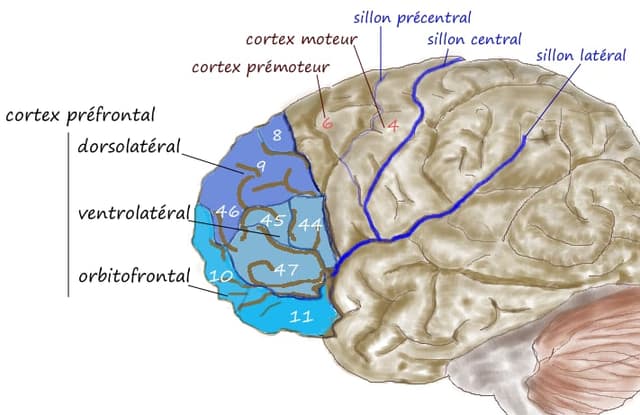 Cómo ordena el cerebro las opciones al tomar una decisión