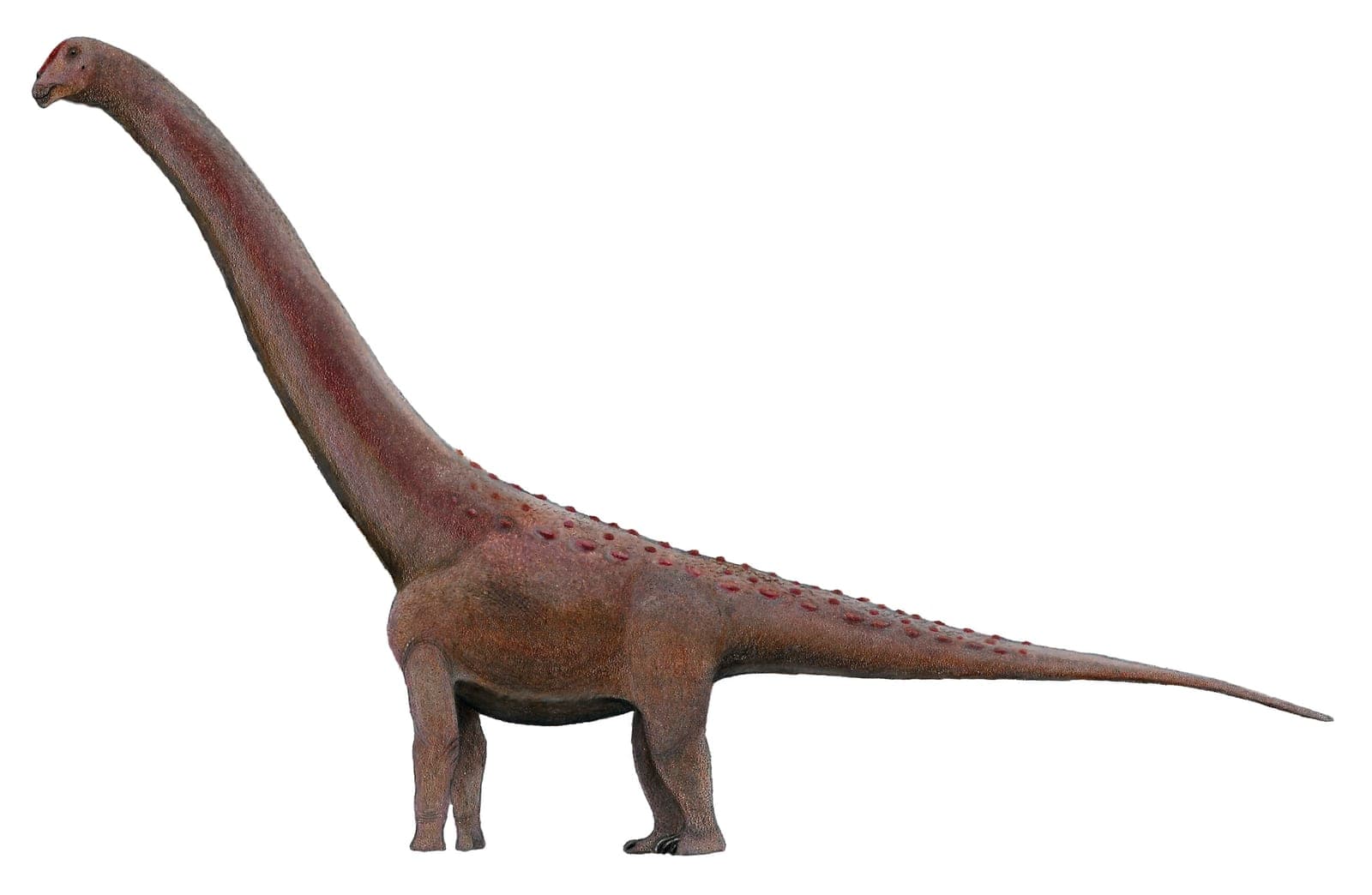 El dinosaurio más grande sigue siendo difícil de medir