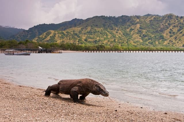 Los hobbits de Flores quizá comían restos de los dragones de Komodo