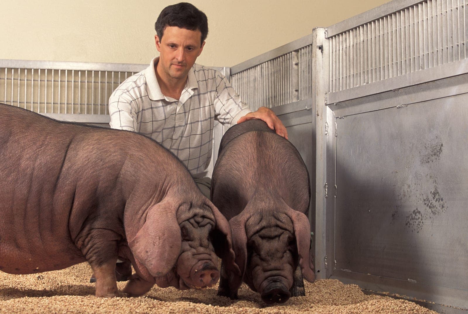 Primer trasplante de hígado y riñones de cerdo a una persona