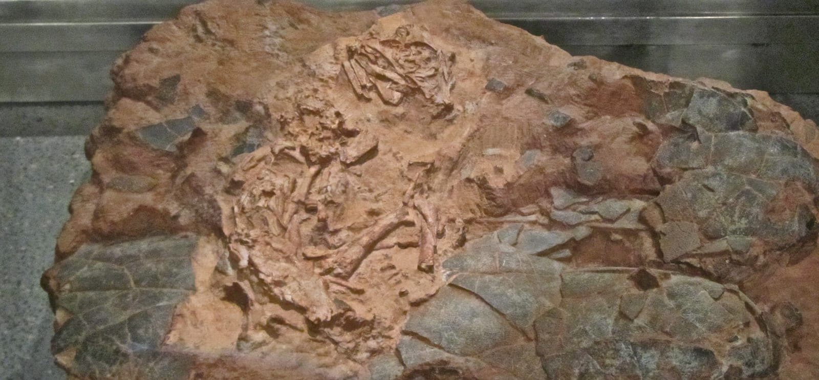 Un niño de 11 años bate un récord como curador de museo