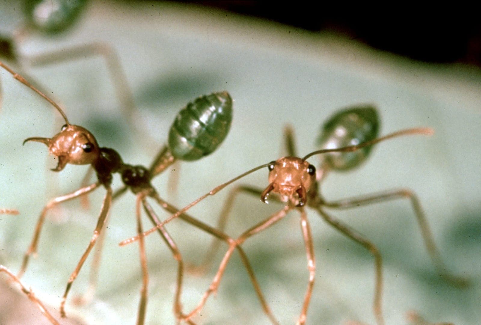 La araña ballesta australiana y su trampa para hormigas