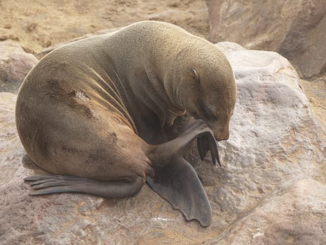 Las focas aprendieron a oír bien dentro y fuera del agua hace millones de años