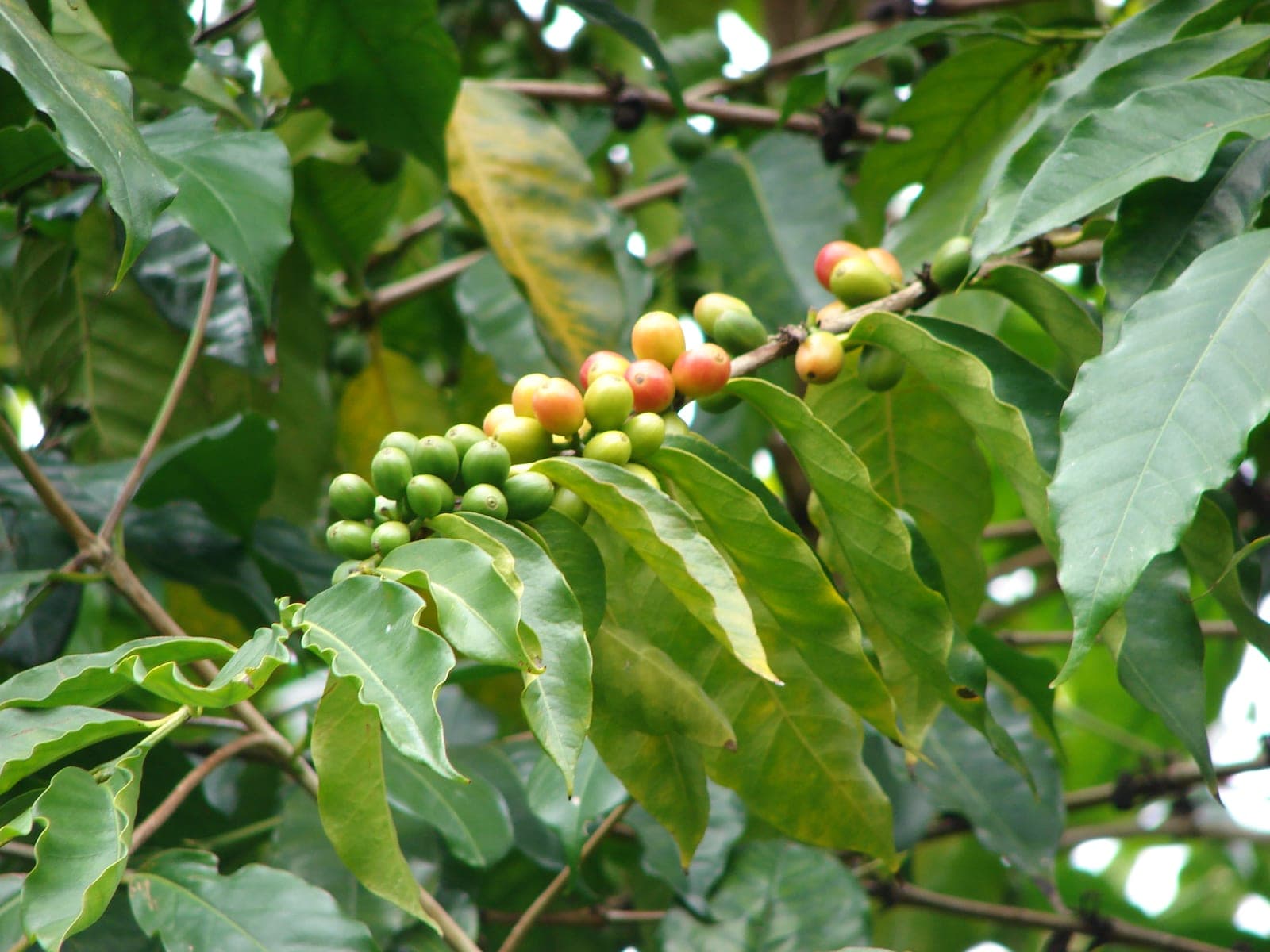 Científicos buscan proteger el café ante el cambio climático