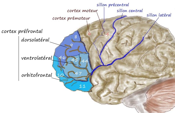 Cómo ordena el cerebro las opciones al tomar una decisión