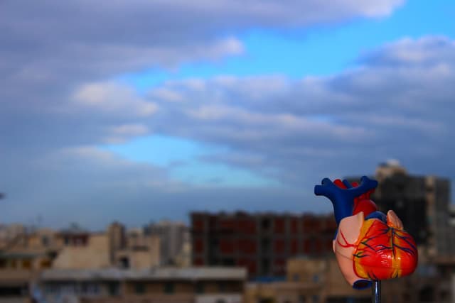 Los corazones trasplantados podrían adaptarse a la edad del receptor