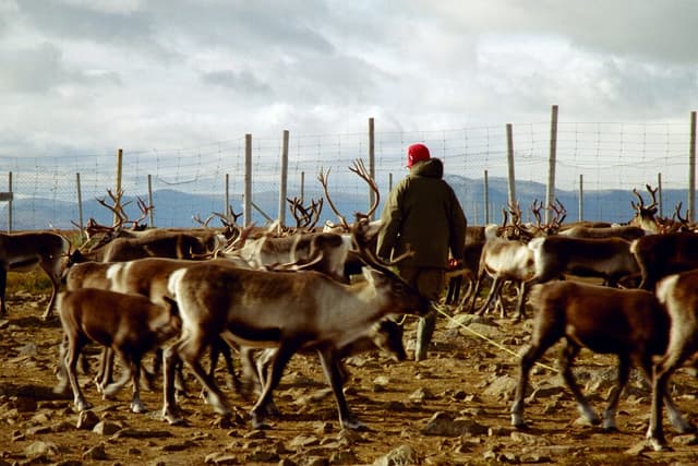 La minería abre un conflicto político sobre los derechos sami en Suecia