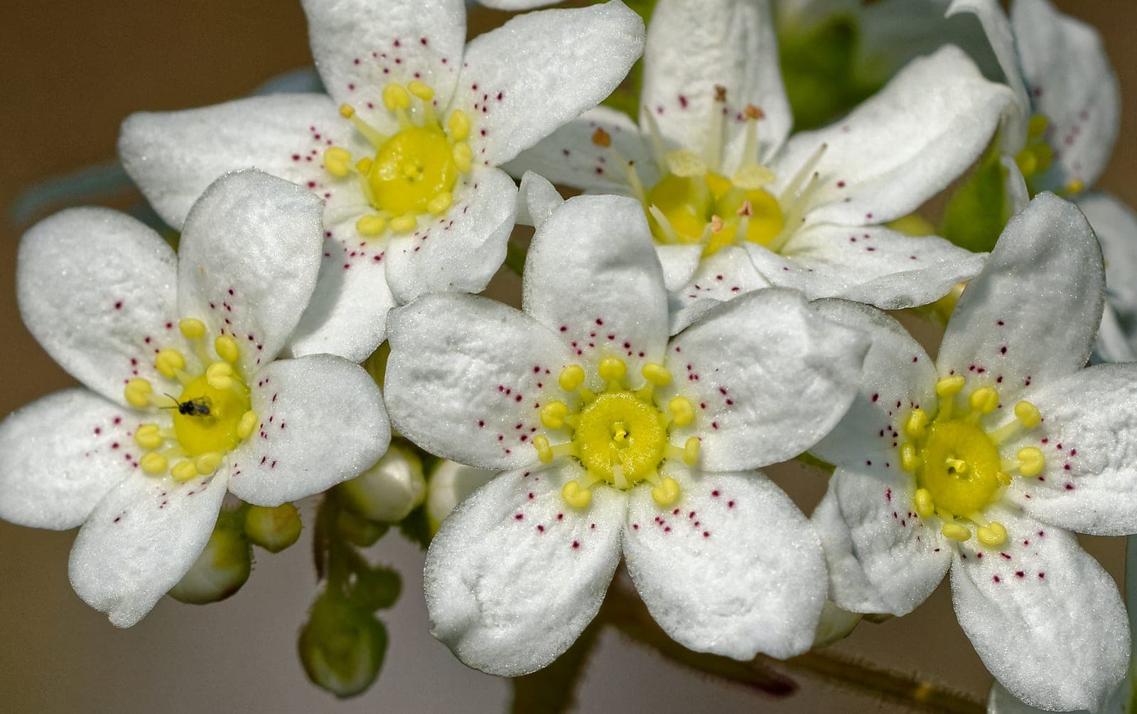 Una flor alpina confirma una idea de Darwin sobre plantas carnívoras
