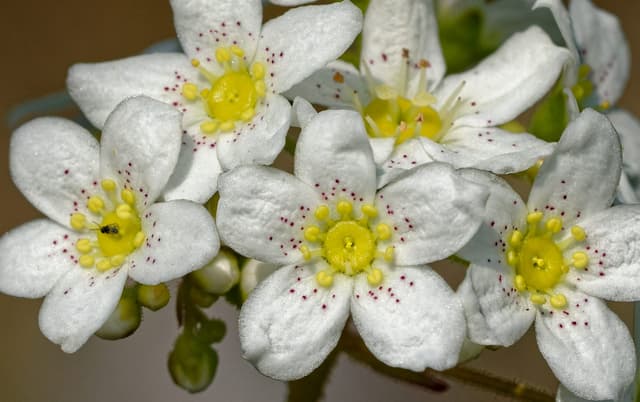 Una flor alpina confirma una idea de Darwin sobre plantas carnívoras
