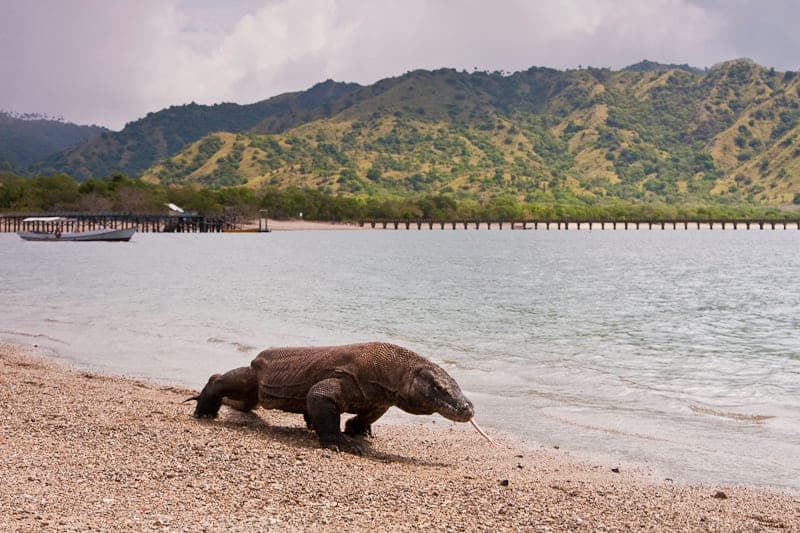 Los hobbits de Flores quizá comían restos de los dragones de Komodo