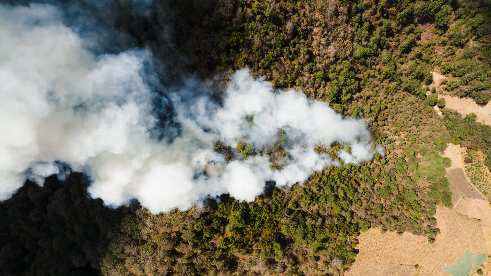 Europa ante los incendios y la política climática