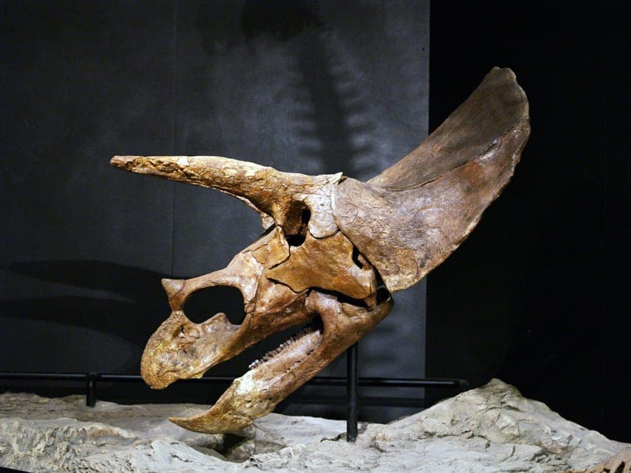 Los cuernos de los dinosaurios evolucionaron para el combate