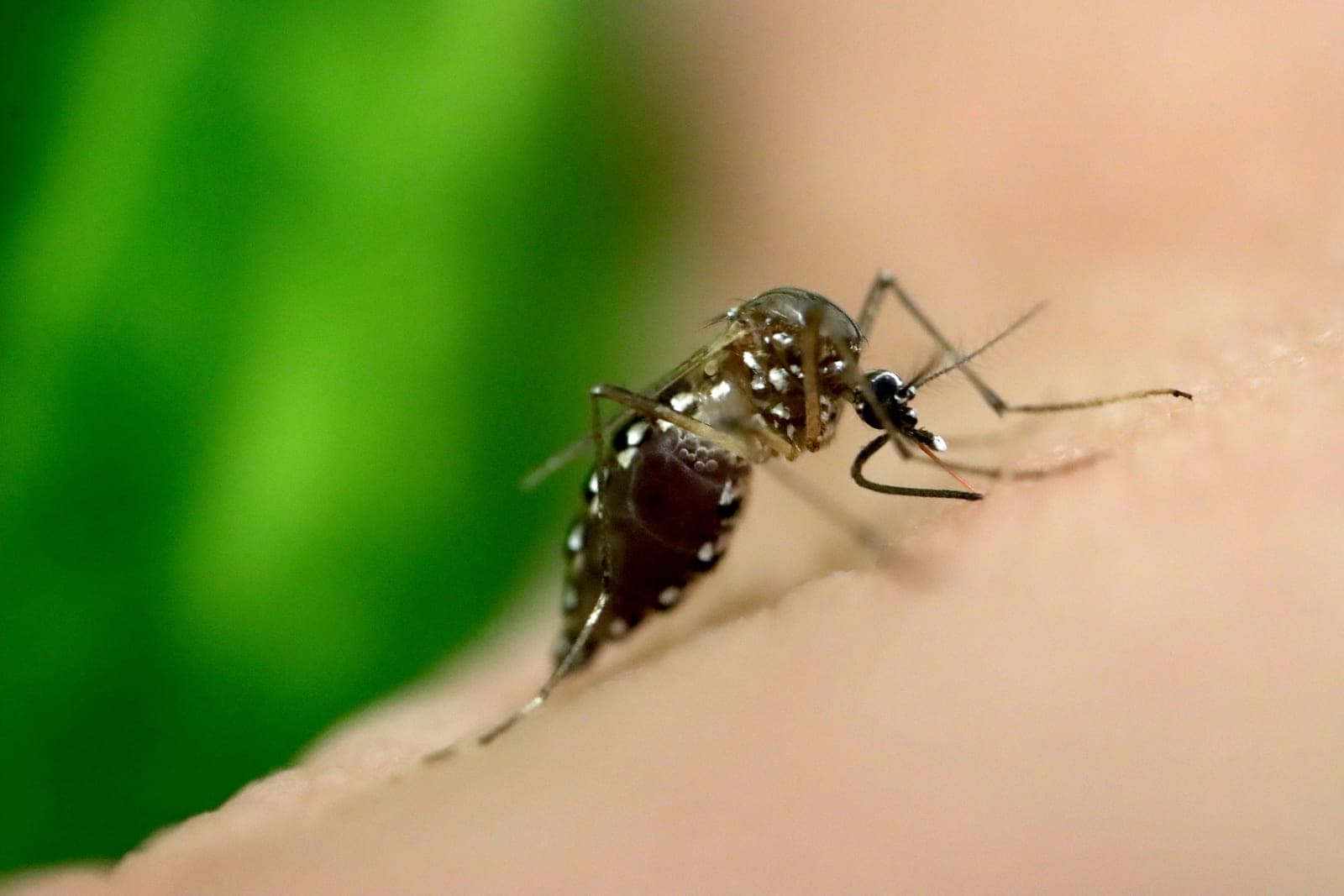 Los mosquitos pueden aprender a acercarse al DEET