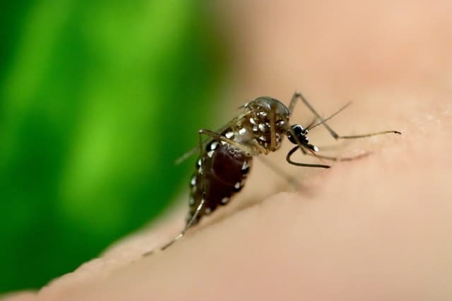 Los mosquitos pueden aprender a acercarse al DEET