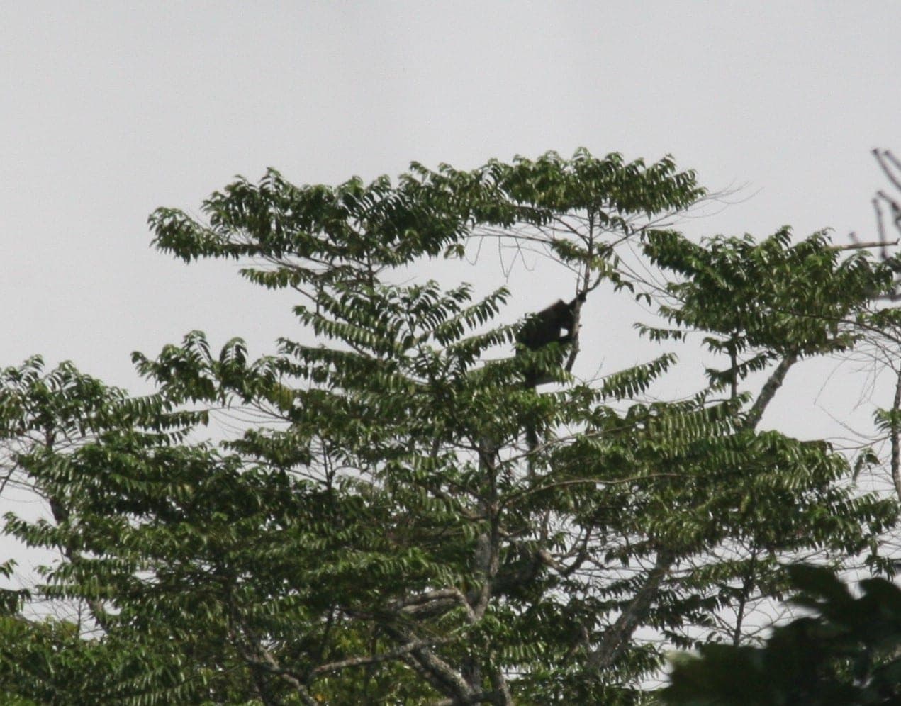 Descubren una nueva especie de mono en los bosques del Congo