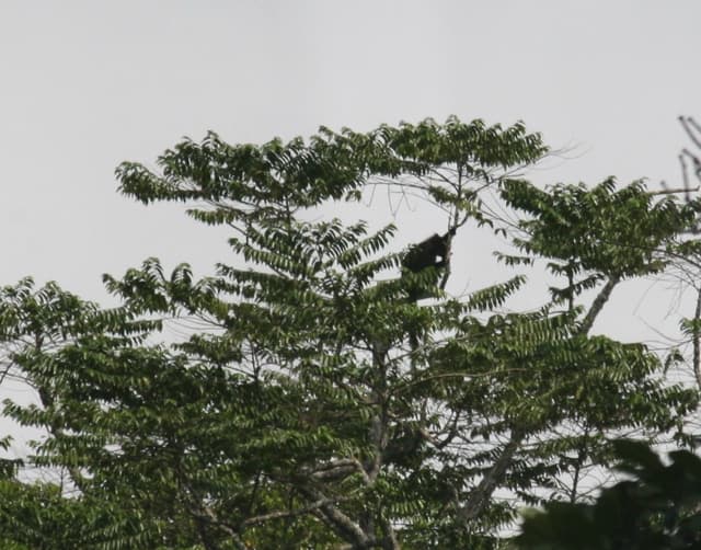 Descubren una nueva especie de mono en los bosques del Congo