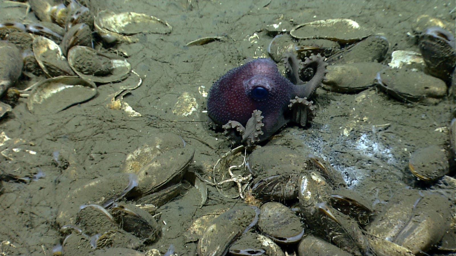Un pequeño pulpo azul de las Galápagos es una nueva especie