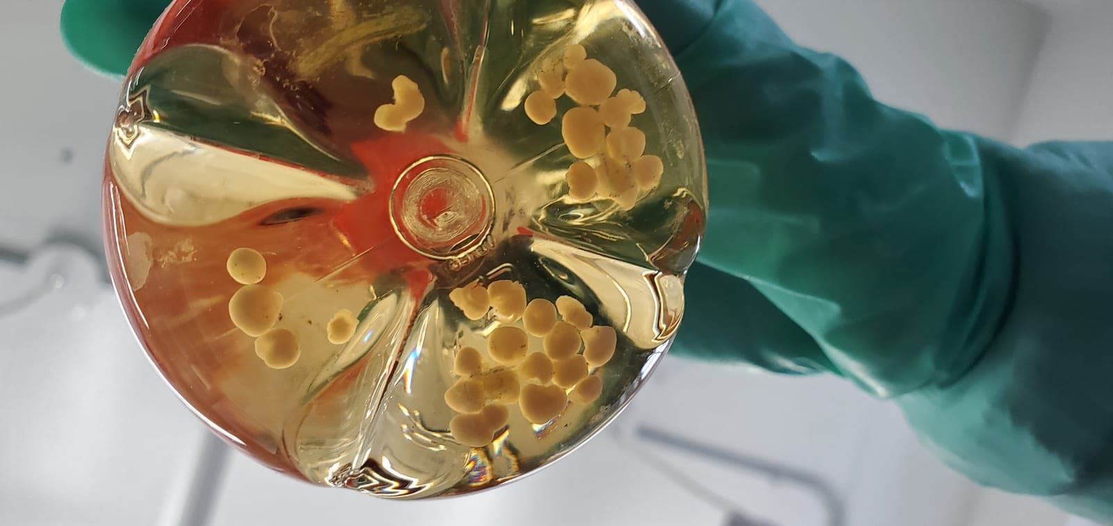 Organoides cerebrales humanos crecen durante más de cinco años