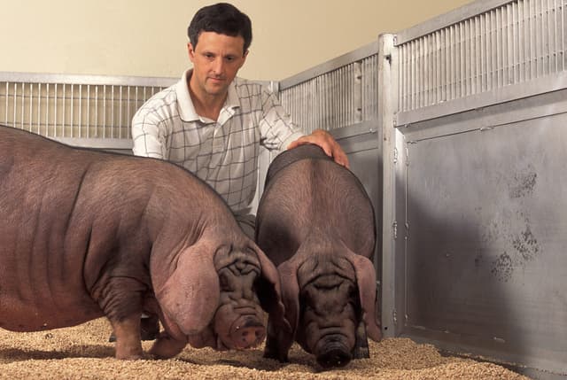 Primer trasplante de hígado y riñones de cerdo a una persona