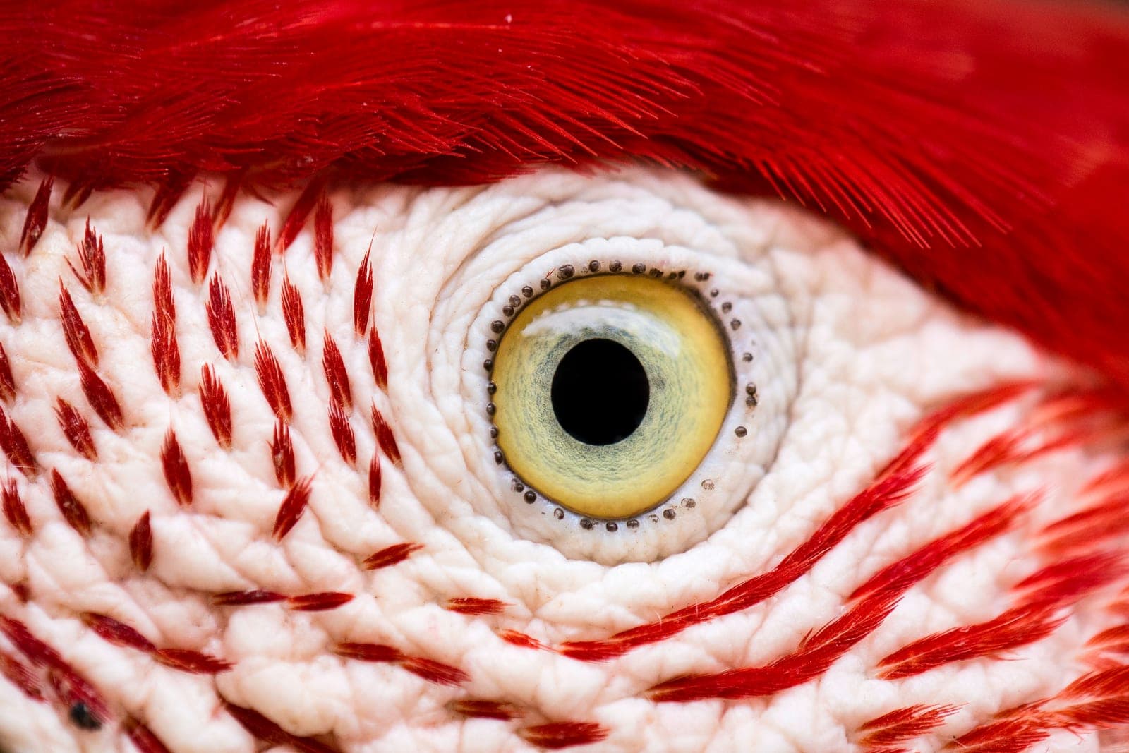 La retina de las aves funciona sin oxígeno